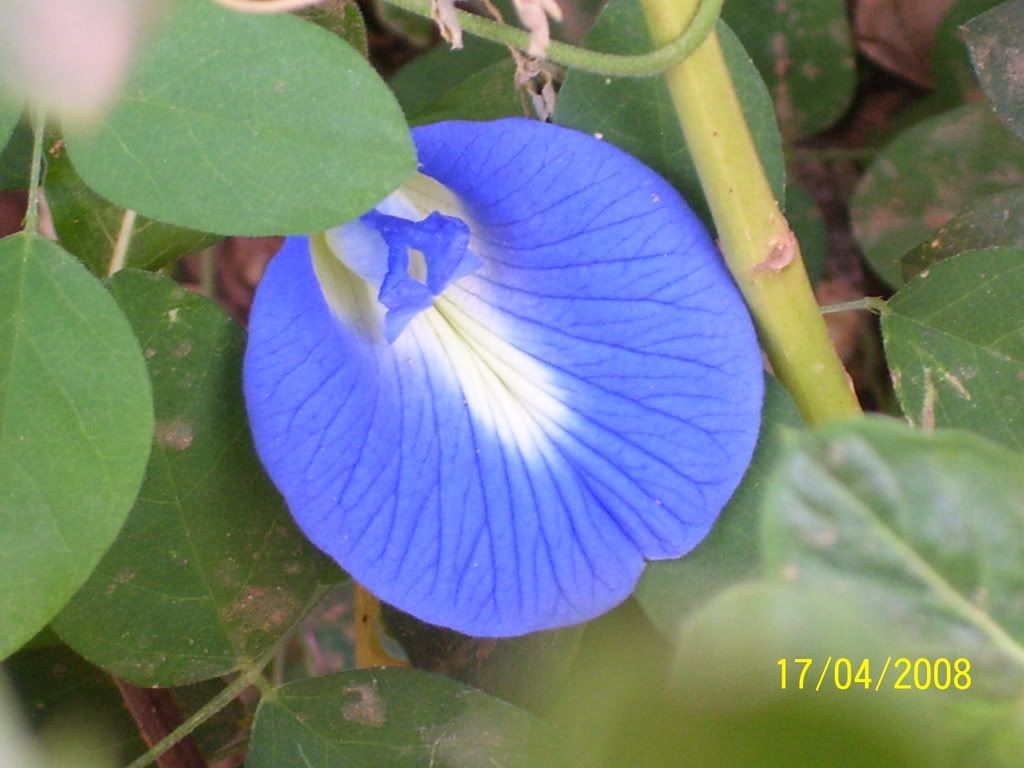 Shanku Flower Pictures, Images & Photos Photobucket