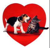 DogCat.gif picture by LA_VIDA_ES_BELLA_2