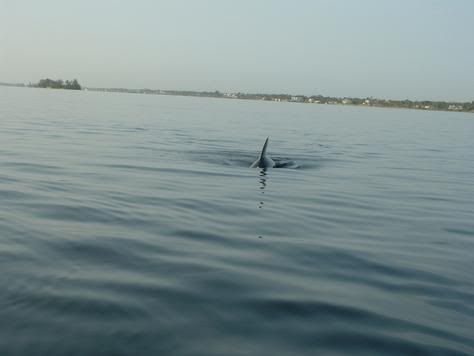 I saw a dolphin today!