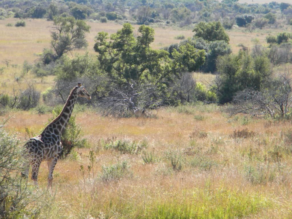 Africa2010_N405.jpg