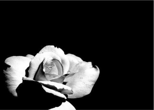 wallpaper black rose. wallpaper black rose.
