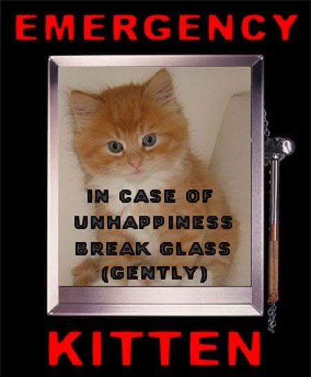 Emergency-Kitten-5226.jpg