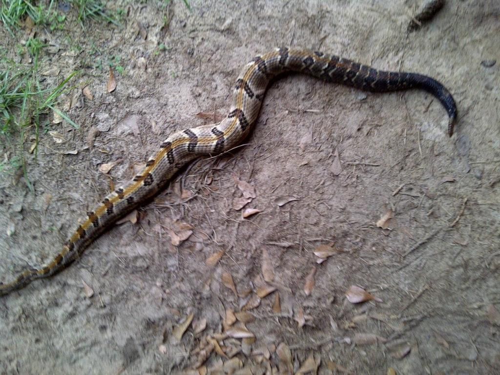 bottomland snake boots