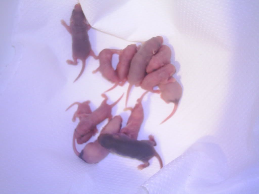 For Sale Pet Mice Ashford, Kent Pet Mice Forum
