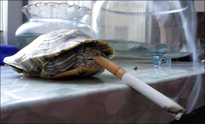 raskumar 2 - Smoking Turtle