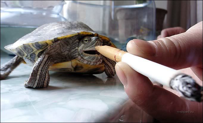 ttt1 - Smoking Turtle