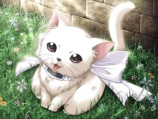 kitten.jpg