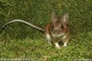 field mouse Pictures, Images and Photos