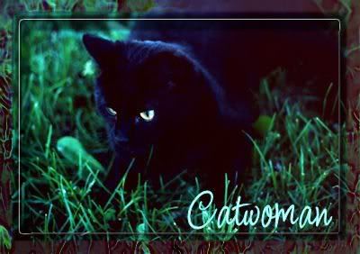Catwoman Black Birthday Cat Christie EC