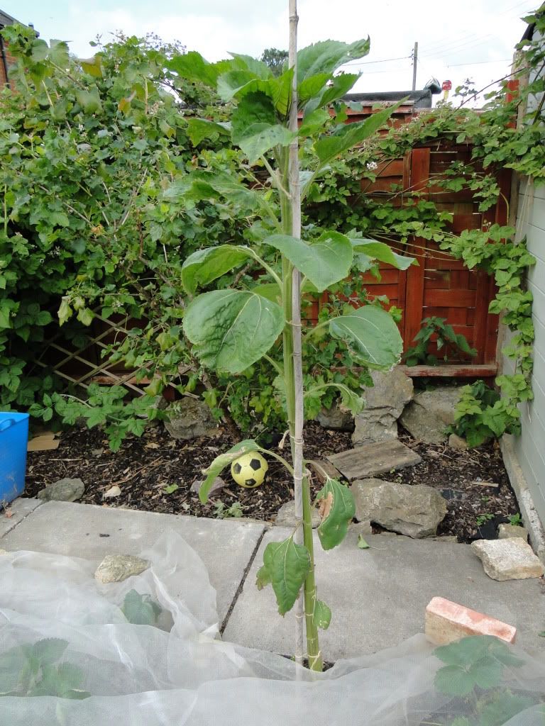 DSC02096.jpg