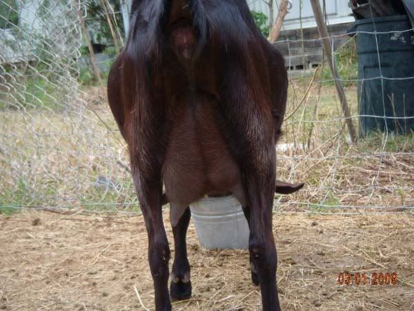 Prima backside