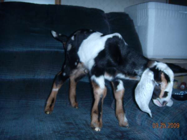 Buckling 3