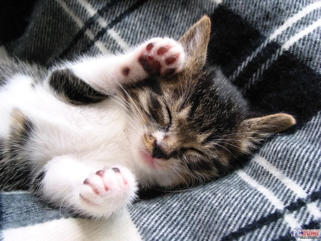 cute cat sleeping Pictures, Images and Photos