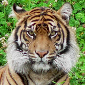 Tiger Pictures, Images and Photos