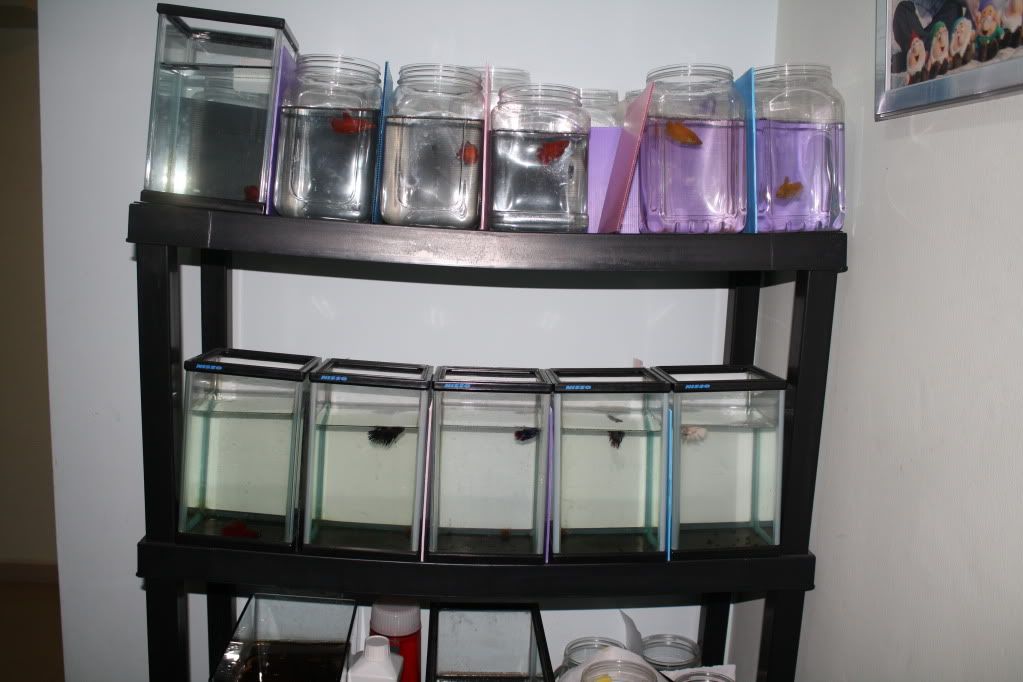 my betta rack at home Arofanatics Fish Talk Forums