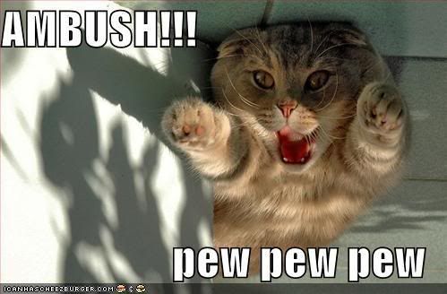 funny-pictures-ambush-cat.jpg funny cats image by fuzzyone9880