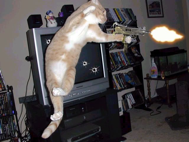 guns.jpg funny cats