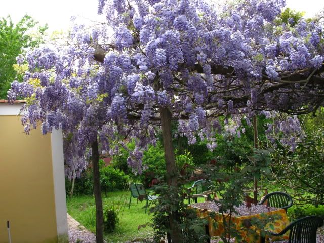 giardinoaprile2009085.jpg