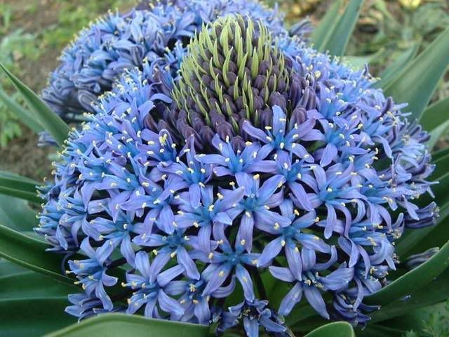 piante_scilla_scilla_peruviana_macr.jpg