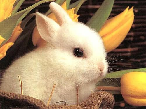 cute rabbit photo: rabbit cute_rabbit.jpg