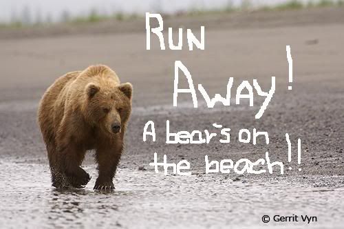 bearonbeach.jpg