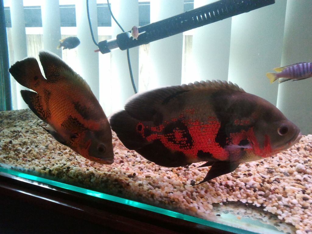 2012-06-23153522.jpg
