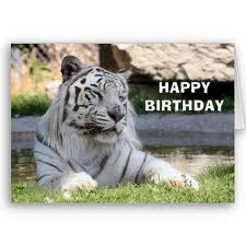 tiger_zps127298f4.png