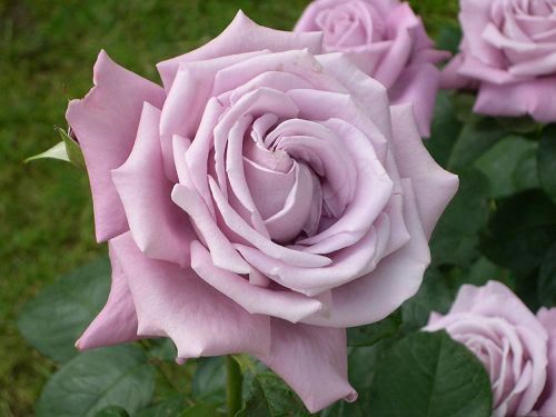 rosas lindas anjo da paz