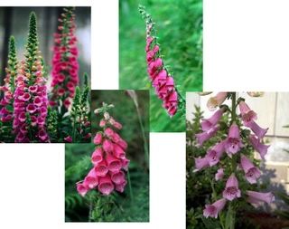 Foxglove+jpg