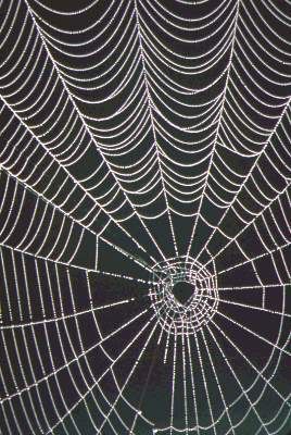 spider web Pictures, Images and Photos