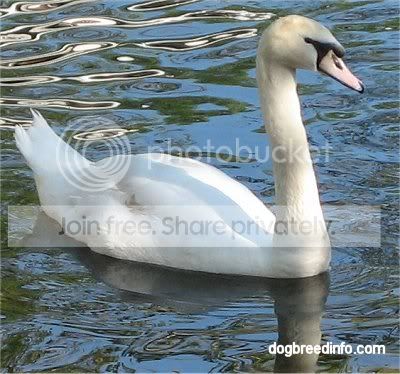 SwanKnoebels6.jpg