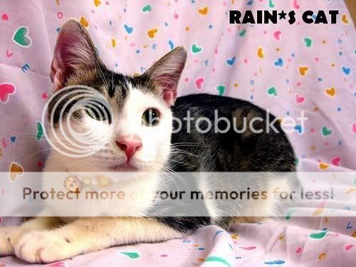 猫咪基本资料:  名字: 柯迪-cody(待认养) 年龄:四个月  性别:男生