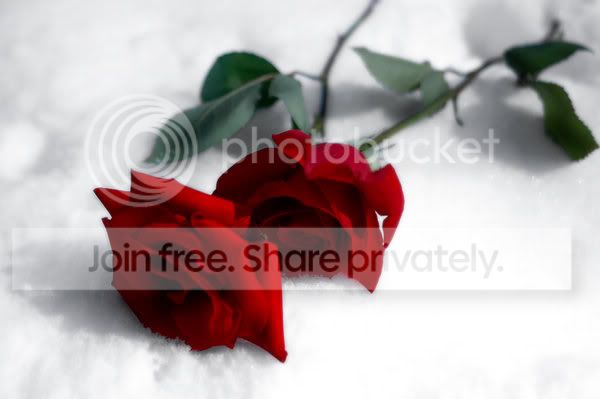 2_roses_by_dr_nilyram.jpg