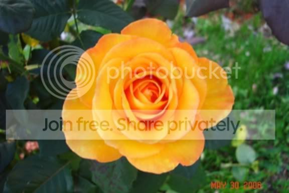 72161d2q9ixt6py.jpg