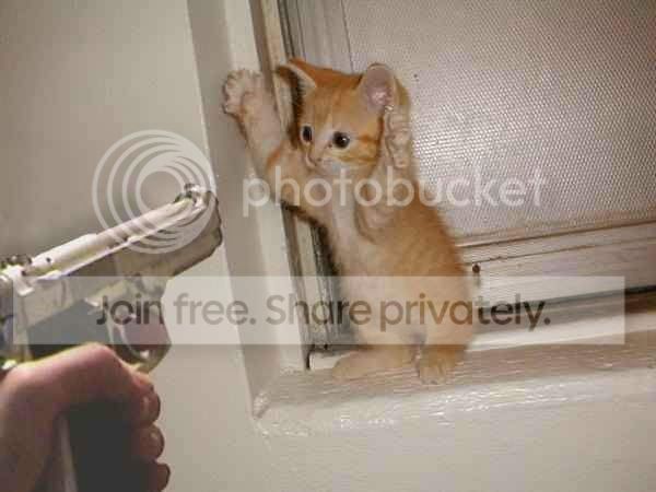 CatBurglar.jpg