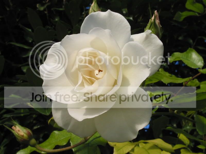 Flower027.jpg