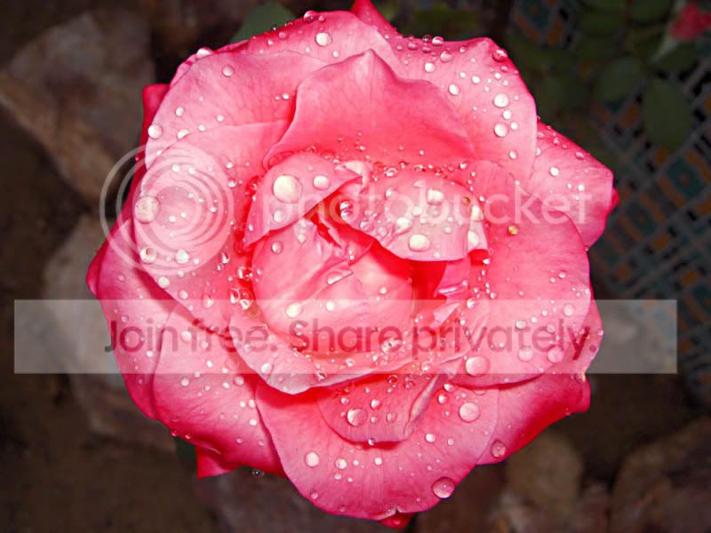 Flower031.jpg