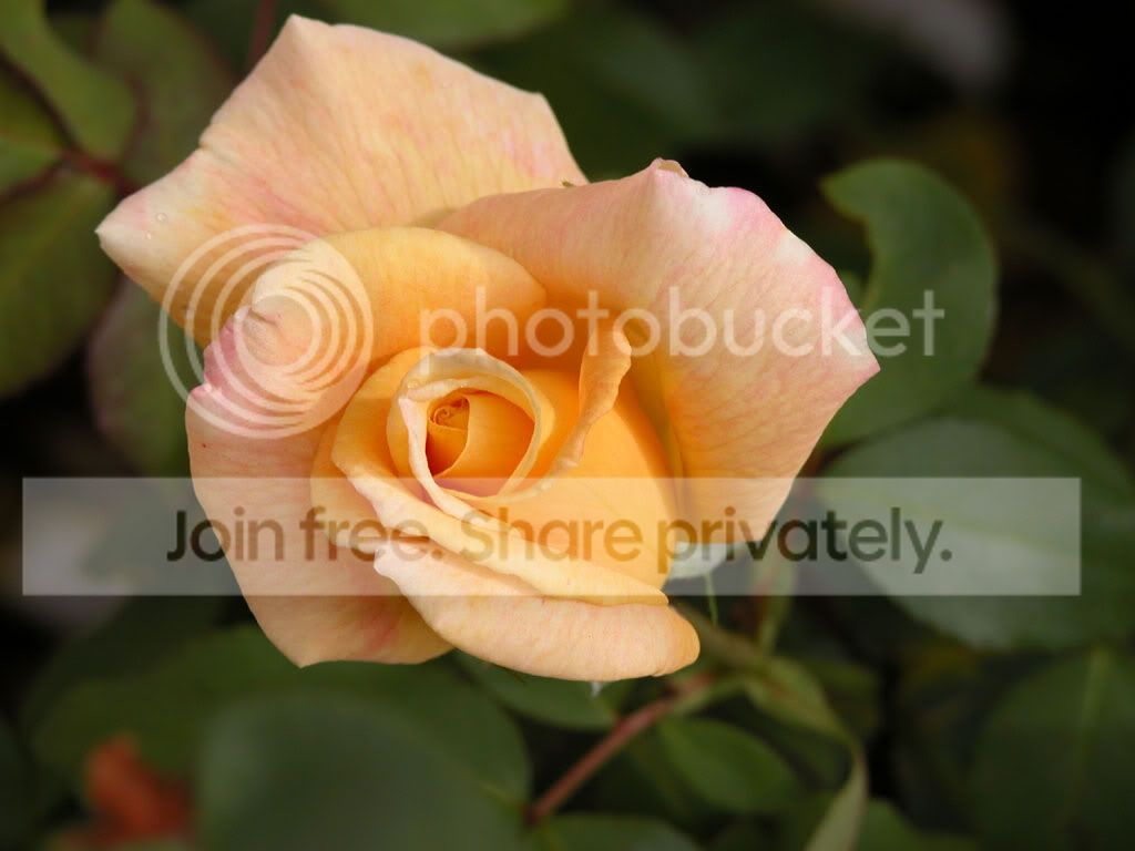 Flower037.jpg