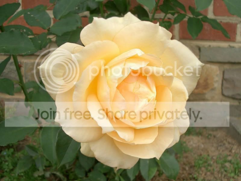 Flower038.jpg