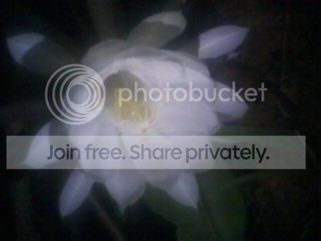 IMG0193A.jpg