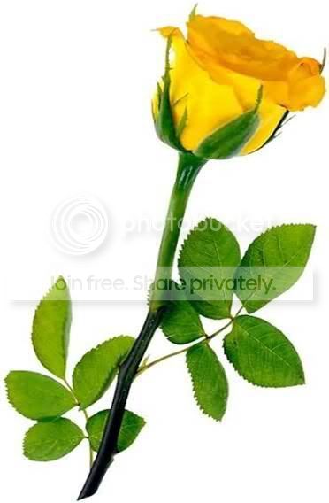Rose-1.jpg