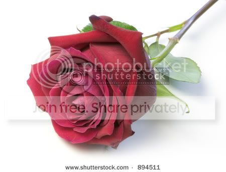 Rose-3.jpg
