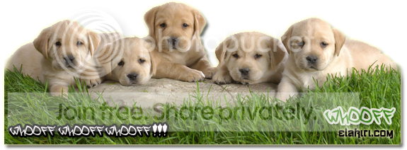 Untitled-1-1.png