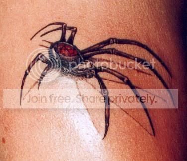 insectspider3.jpg