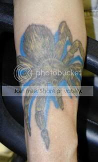 insectspider4.jpg