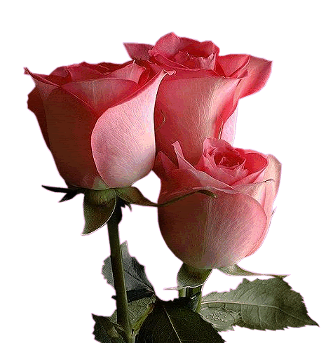 rose-2.gif