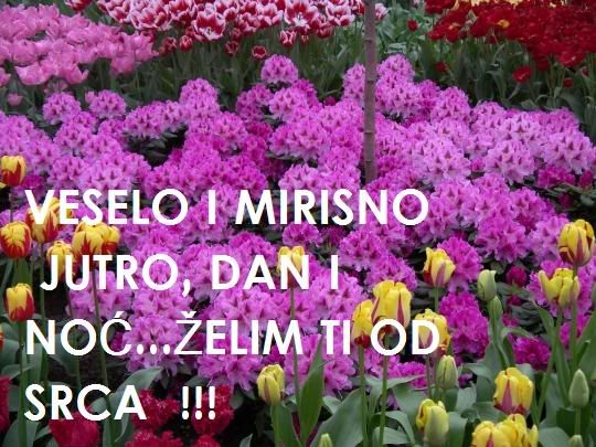 VESELOIMIRISNO.jpg